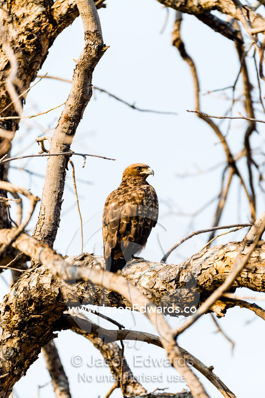 A Wahlberg's Eagle roosting in tree at the height of the dry season. Chobe River, Chobe National Park, Botswana.