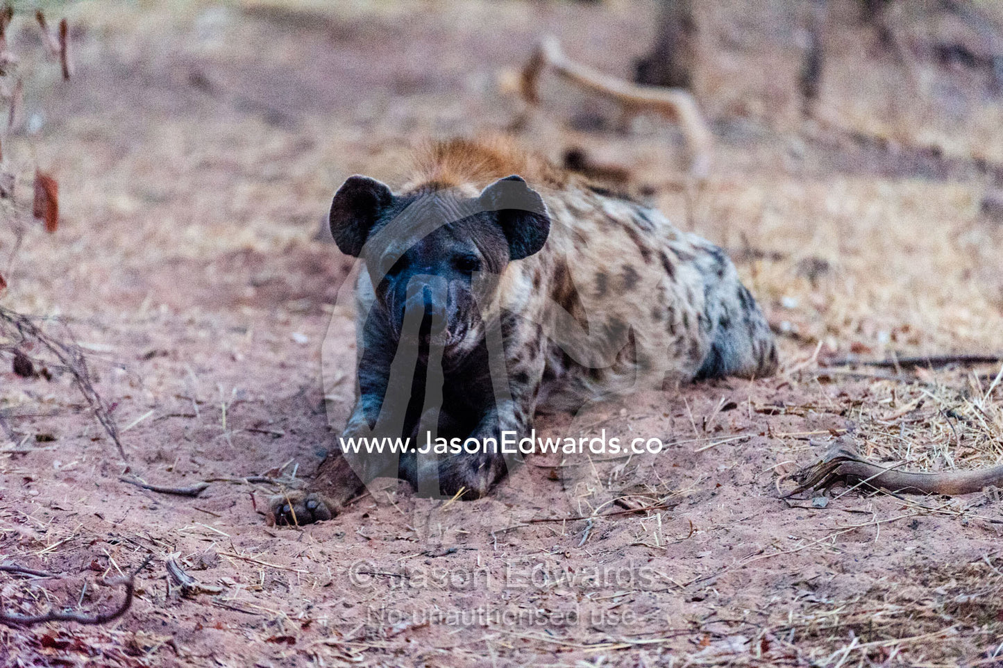 A Spotted Hyena pup relaxing in the dirt after the heat of the day fades. Chobe River, Chobe National Park, Botswana.