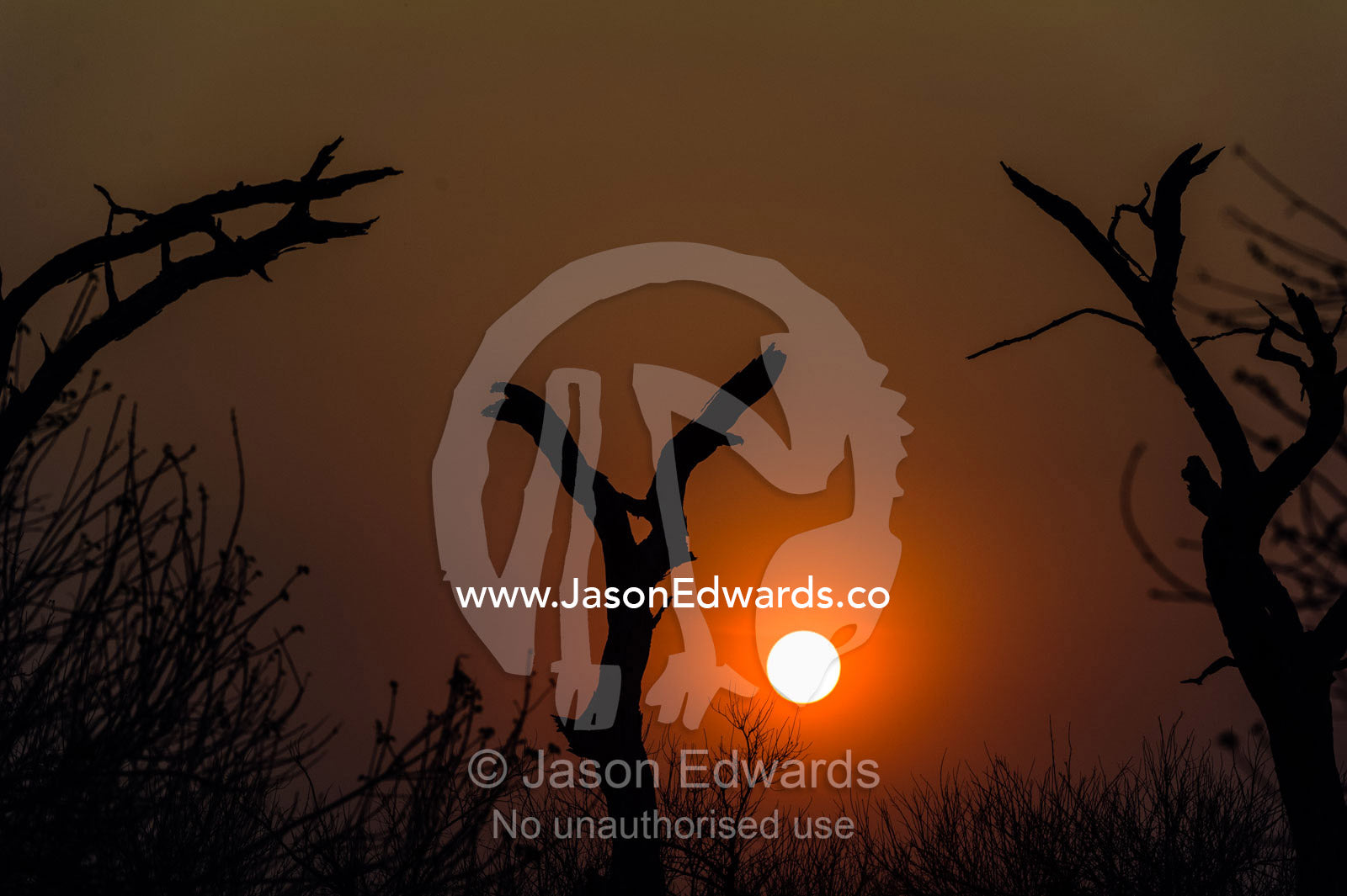Dead trees reach toward a scorching sunset during the dry season. Chobe River, Chobe National Park, Botswana.