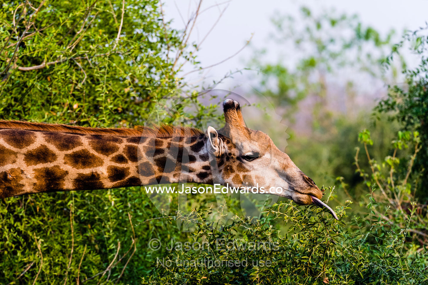A Southern Reticulated Giraffe uses it's long tongue to pull leaves from a shrub. Chobe River, Chobe National Park, Botswana.