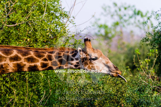 A Southern Reticulated Giraffe uses it's long tongue to pull leaves from a shrub. Chobe River, Chobe National Park, Botswana.