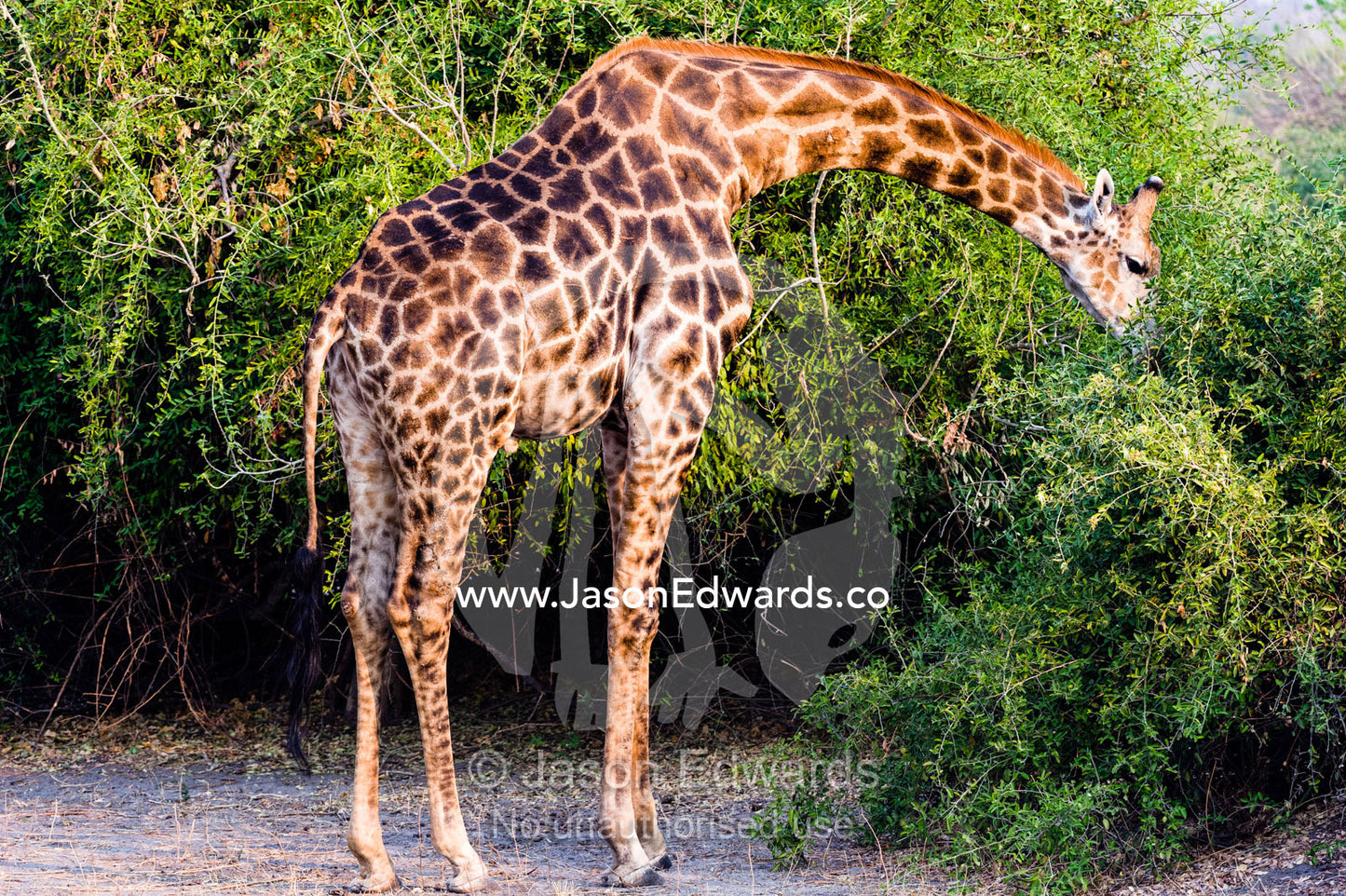 A Southern Reticulated Giraffe arching down to feed on leaves on a shrub. Chobe River, Chobe National Park, Botswana.