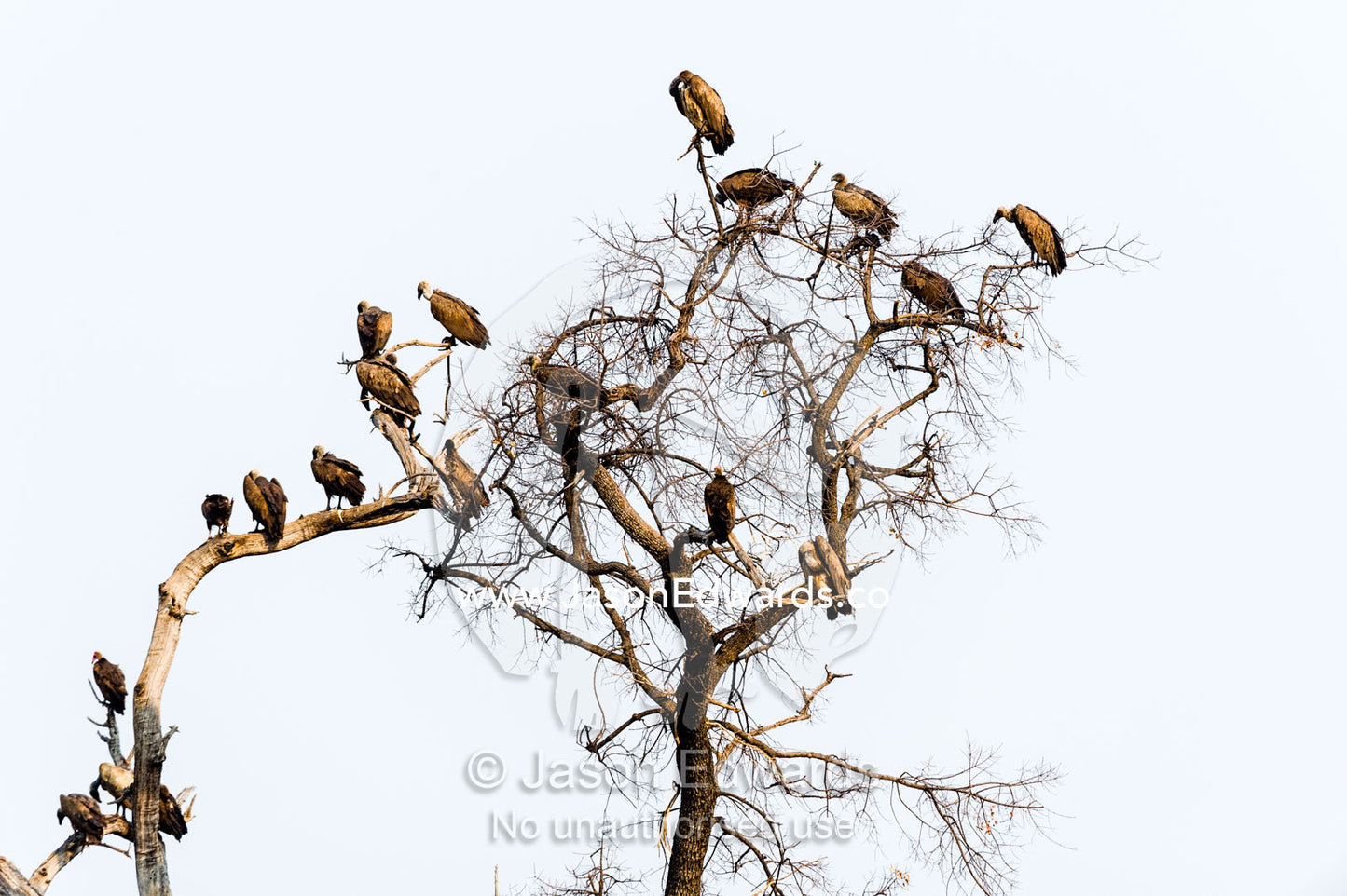 A committee of White-backed Vultures roosting in a dead tree. Chobe River, Chobe National Park, Botswana.