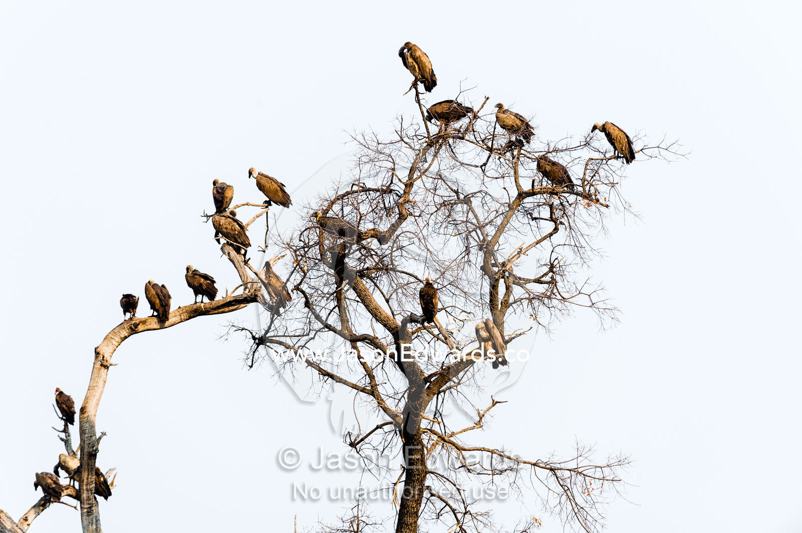 A committee of White-backed Vultures roosting in a dead tree. Chobe River, Chobe National Park, Botswana.