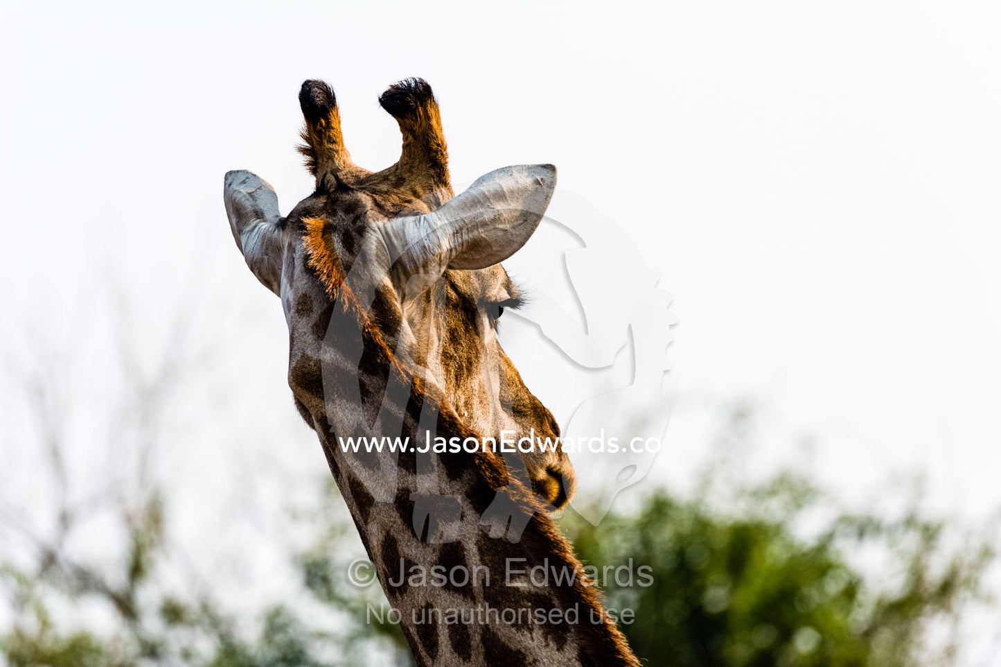 A Southern Reticulated Giraffe listens intently to the sounds of the savannah. Chobe River, Chobe National Park, Botswana.