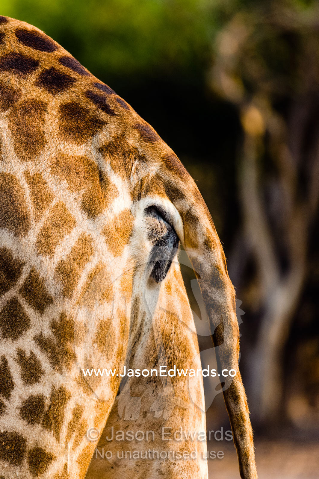 The rectum and tail stock of a Southern Reticulated Giraffe. Chobe River, Chobe National Park, Botswana.