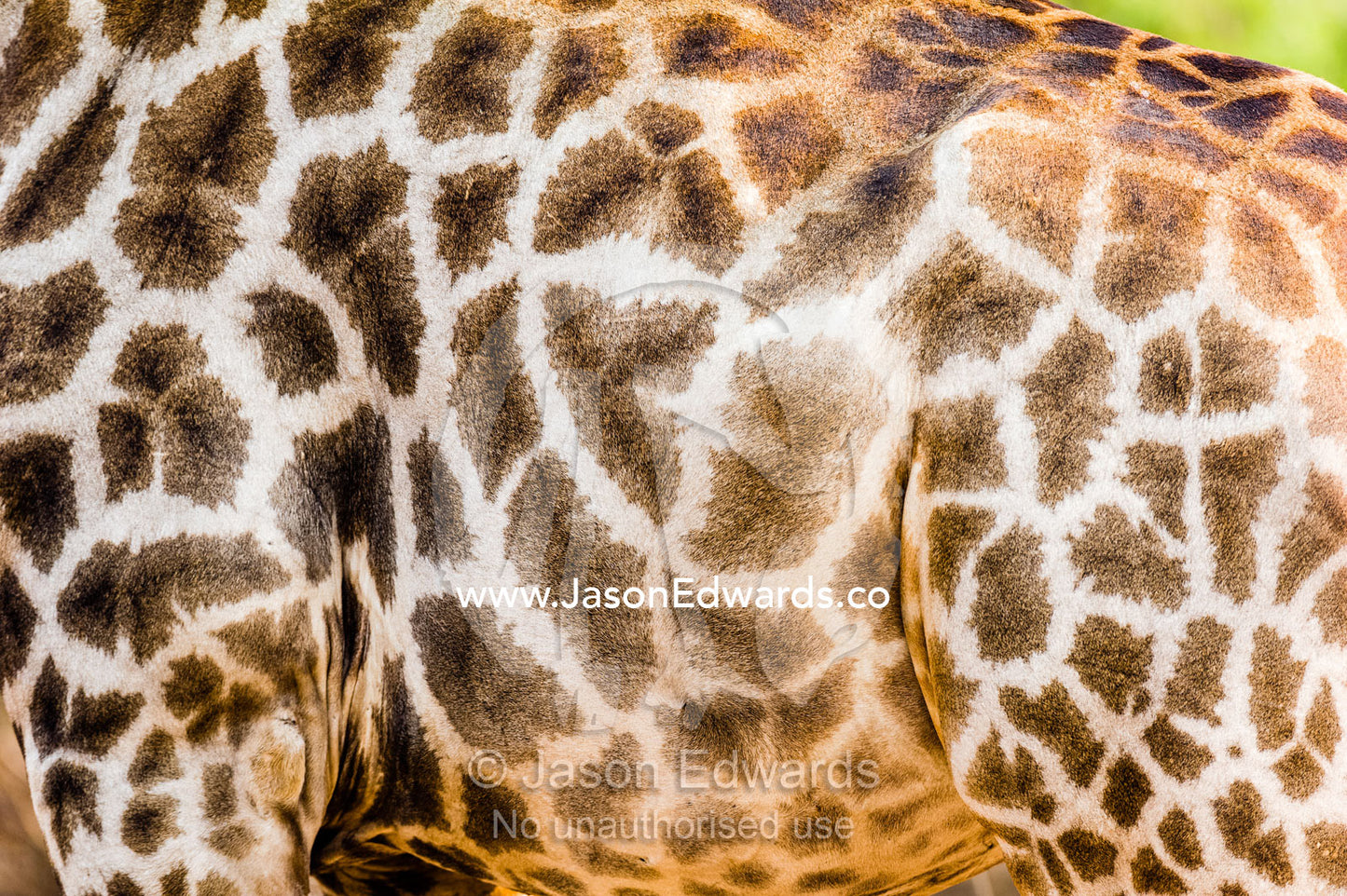 The mosaic hide and patterned skin of a Southern Reticulated Giraffe. Chobe River, Chobe National Park, Botswana.