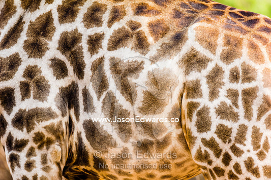 The mosaic hide and patterned skin of a Southern Reticulated Giraffe. Chobe River, Chobe National Park, Botswana.