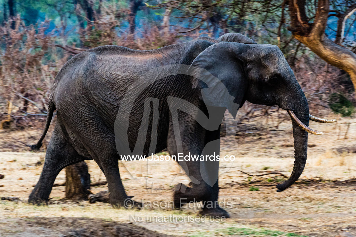 An African Elephant running to a waterhole after a scorching hot day. Chobe River, Chobe National Park, Botswana.