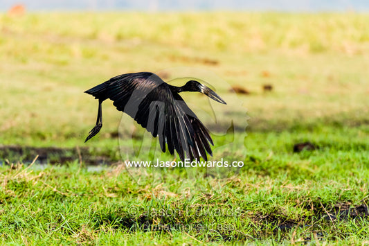 An African Openbill Stork in flight over a wetland island. Chobe River, Chobe National Park, Botswana.