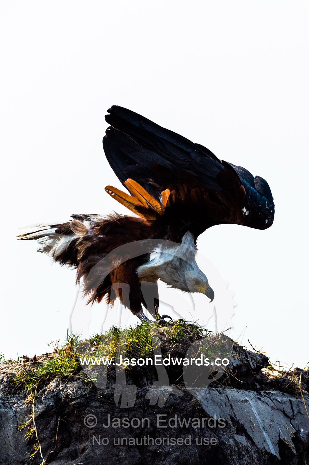 An African Fish Eagle stretches it's wings preparing to take-off. Chobe River, Chobe National Park, Botswana.
