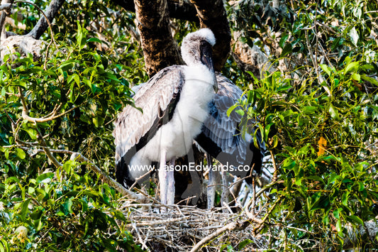 A fluffy Yellow-billed Stork chick standing in it's tree canopy nest. Chobe River, Chobe National Park, Botswana.