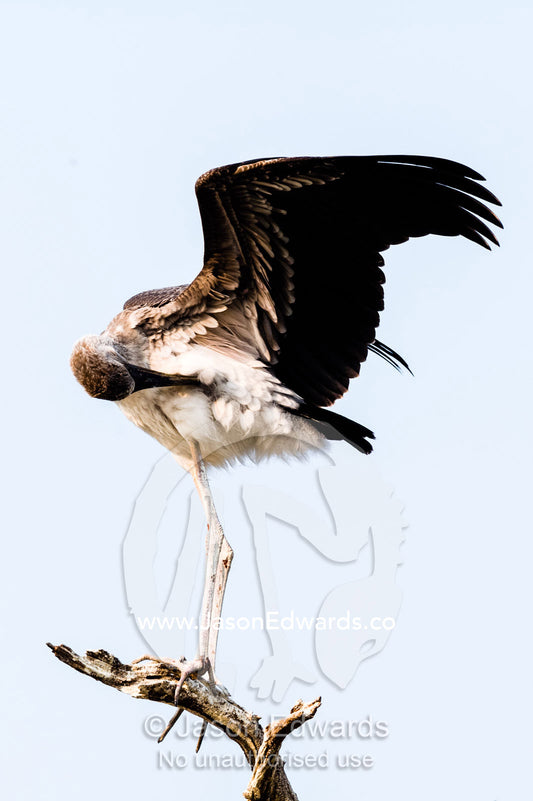 A Yellow-billed Stork chick preening it's feathers with it's beak. Chobe River, Chobe National Park, Botswana.