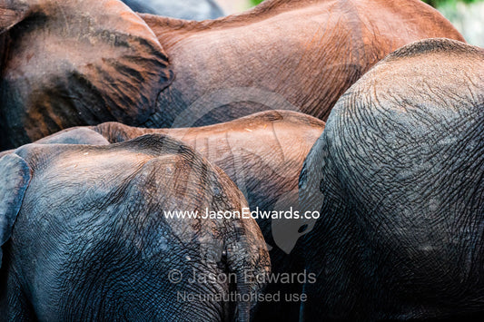 The wrinkled and leathery backs of African Eelphants drinking at a waterhole. Chobe River, Chobe National Park, Botswana.