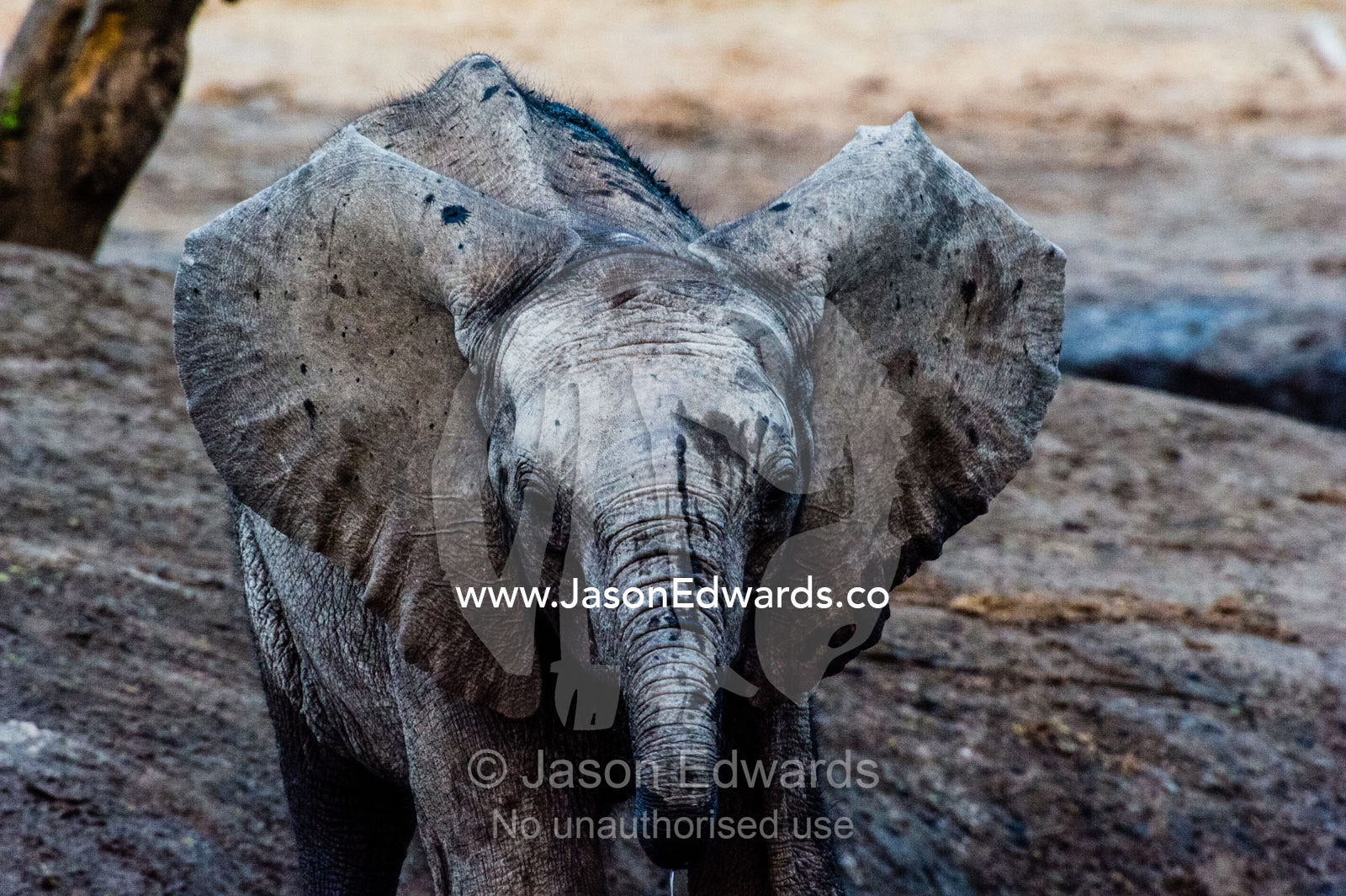 An African Elephant calf flaps it's ears whilst drinking at a waterhole. Chobe River, Chobe National Park, Botswana.