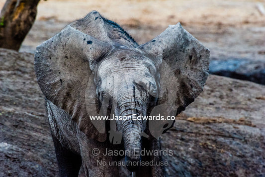 An African Elephant calf flaps it's ears whilst drinking at a waterhole. Chobe River, Chobe National Park, Botswana.