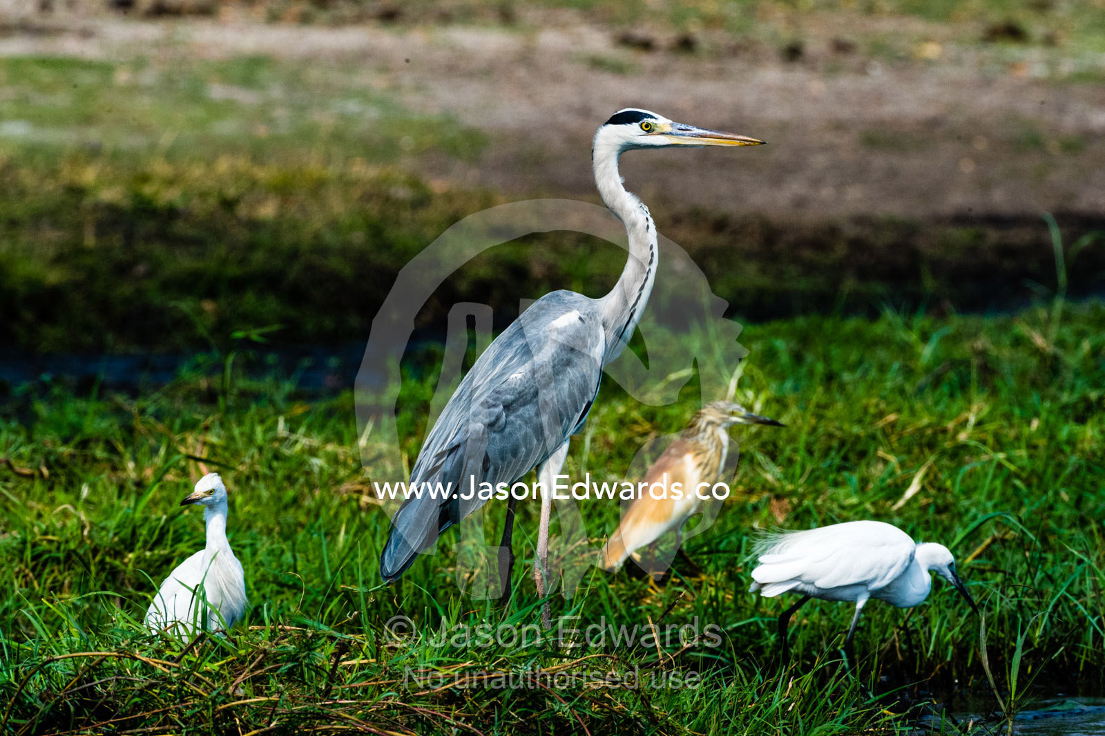 Three species of heron feeding on the shoreline of a wetland. Chobe River, Chobe National Park, Botswana.