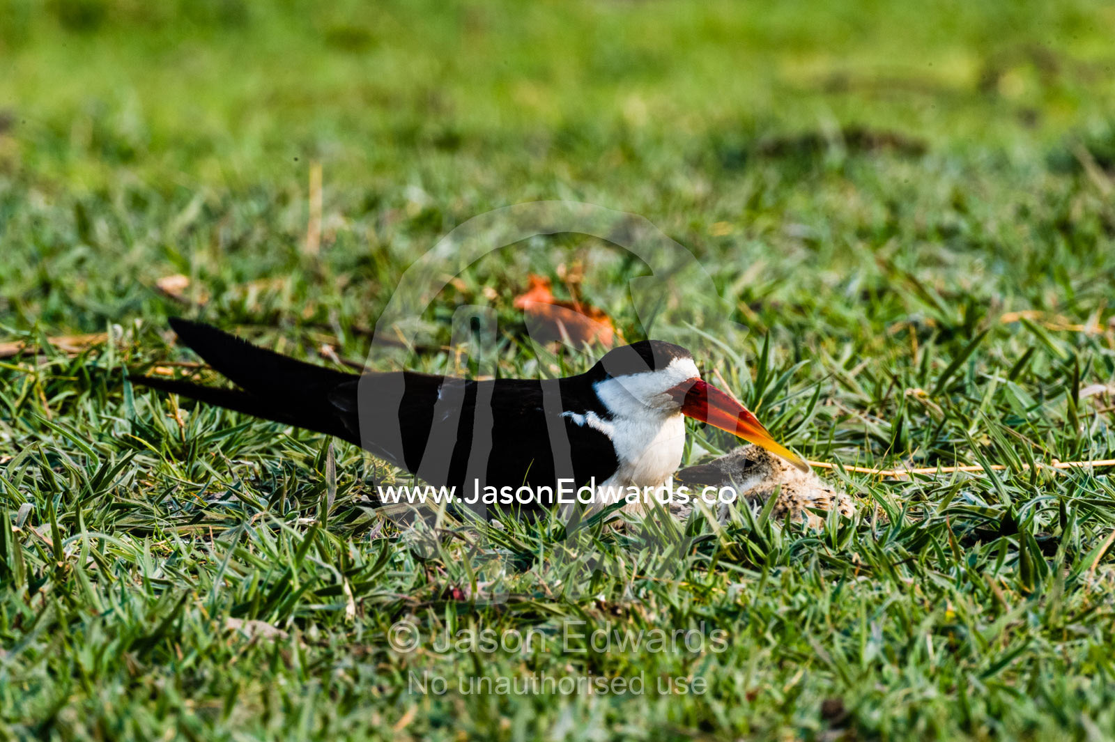 An African Skimmer protecting it's chick on a wetland island. Chobe River, Chobe National Park, Botswana.