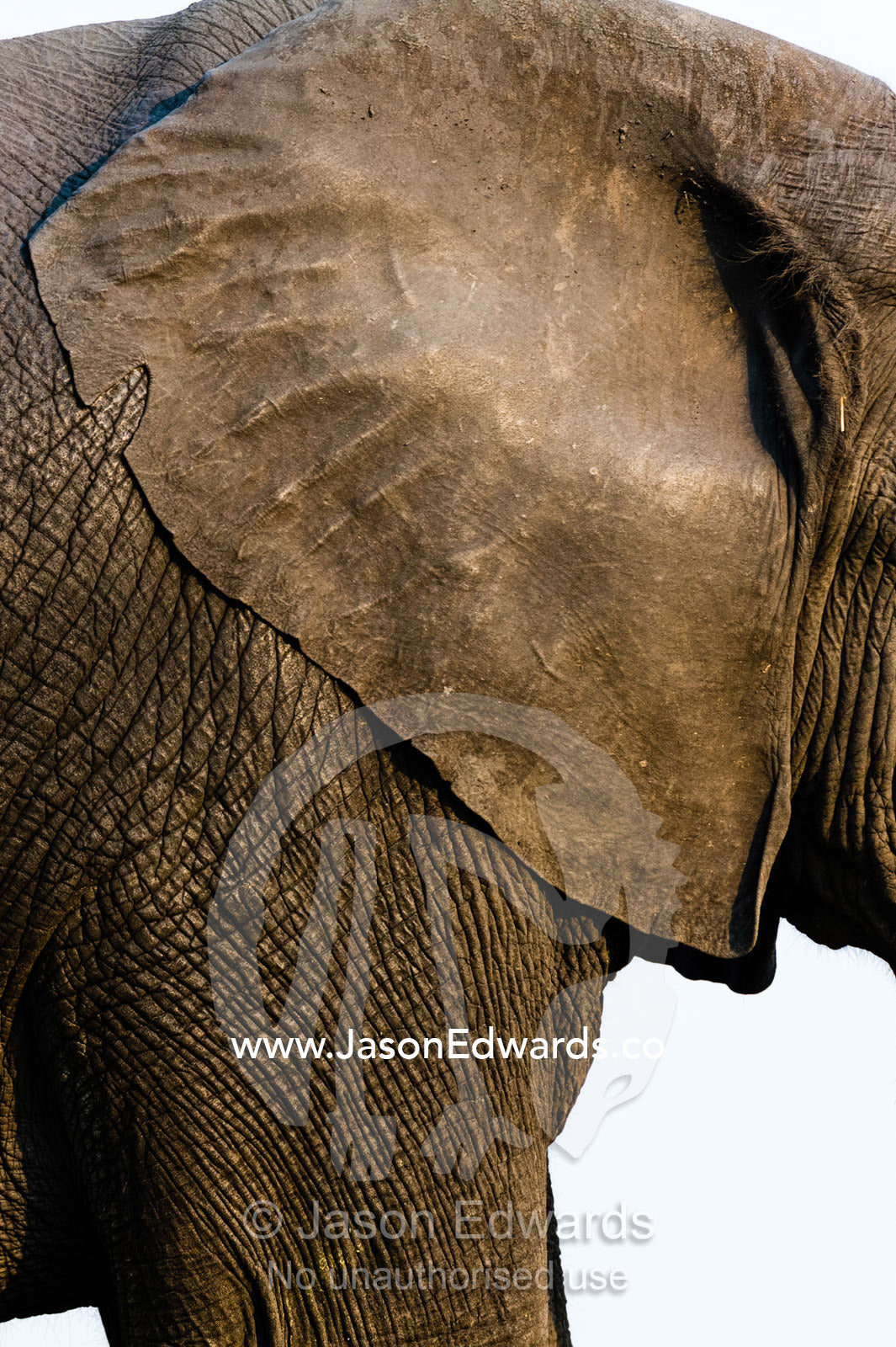 The leathery hide of an African Elephant ear used for thermoregulation. Chobe River, Chobe National Park, Botswana.
