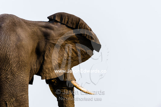 An African Elephant listens to the sounds of the wetland and radiates heat with it's ears. Chobe River, Chobe National Park, Botswana.