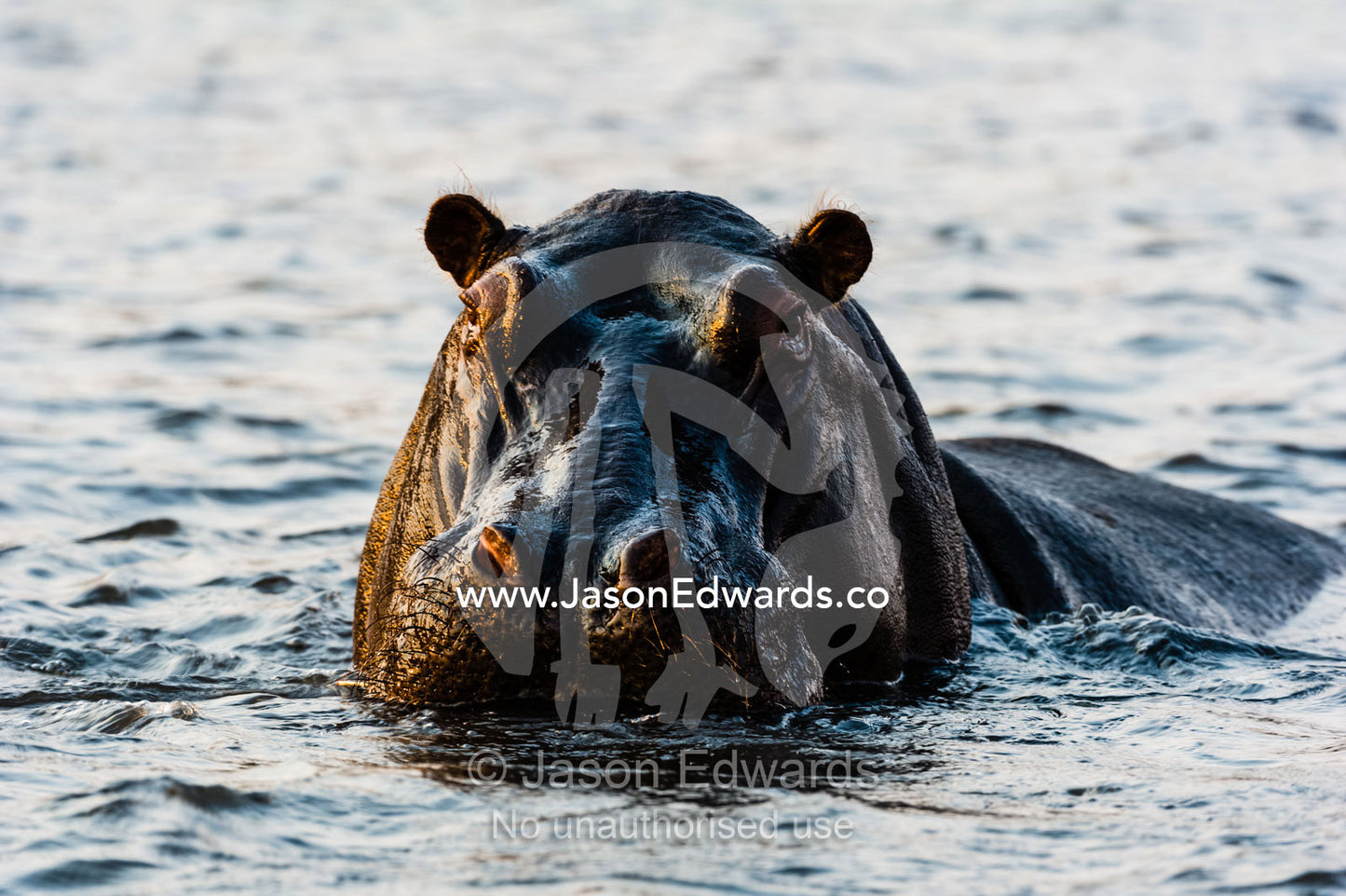 An aggressive Nile Hippopotamus surfaces in challenge in a wetland at sunset. Chobe River, Chobe National Park, Botswana.