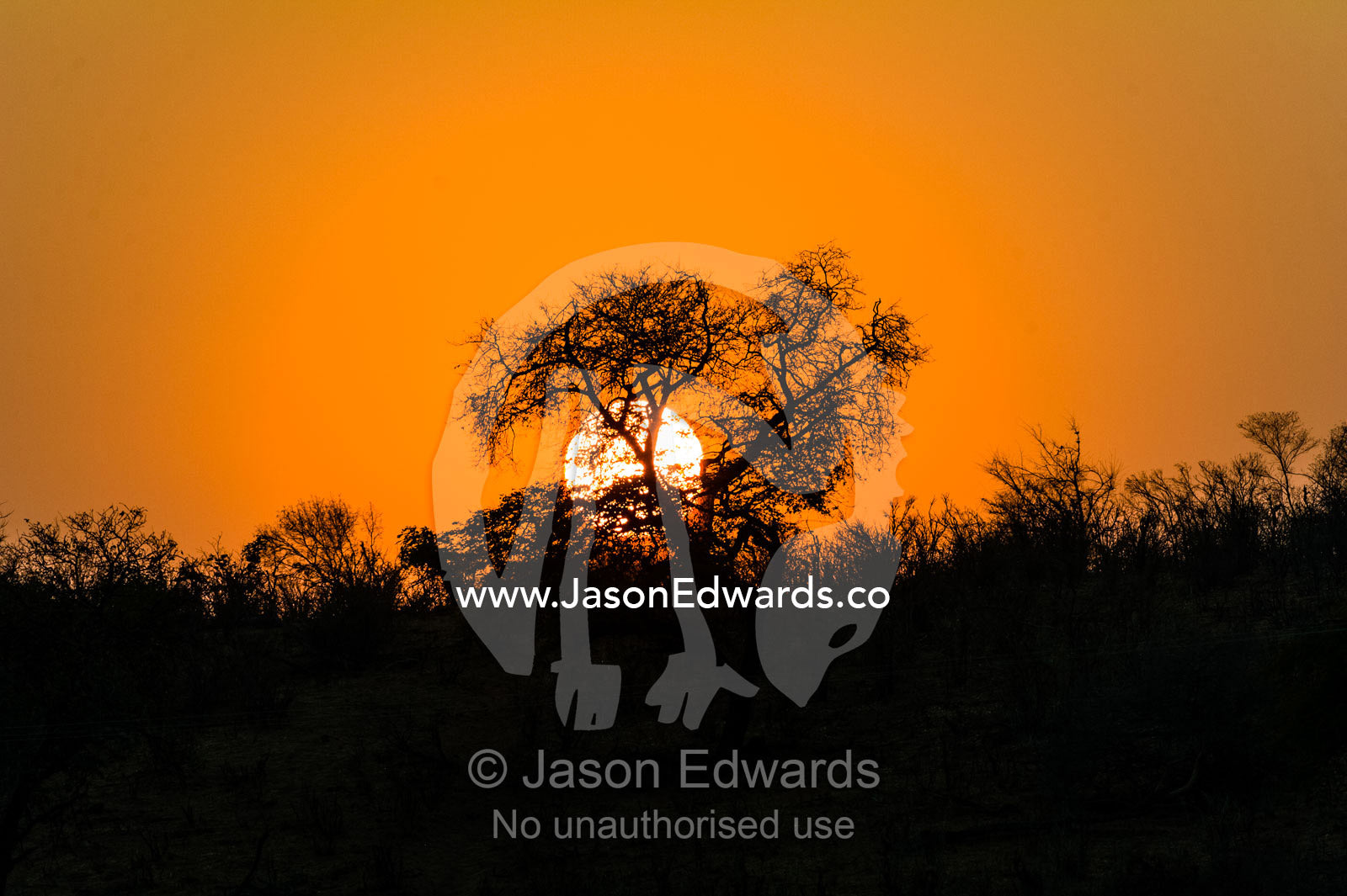 Dawn rises behind a withered acacia tree during the dry season. Chobe River, Chobe National Park, Botswana.