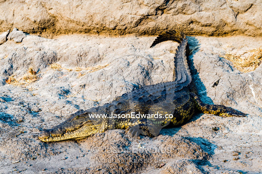 A Nile Crocodile sun basking on the muddy bank of a river at sunset. Chobe River, Chobe National Park, Botswana.