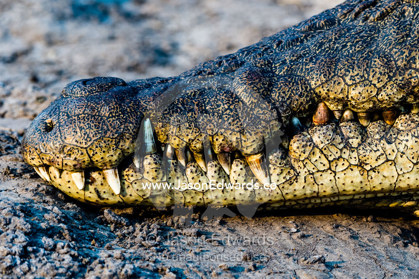 The teeth and jaws of a Nile Crocodile sun basking on the muddy bank of a river at sunset. Chobe River, Chobe National Park, Botswana.