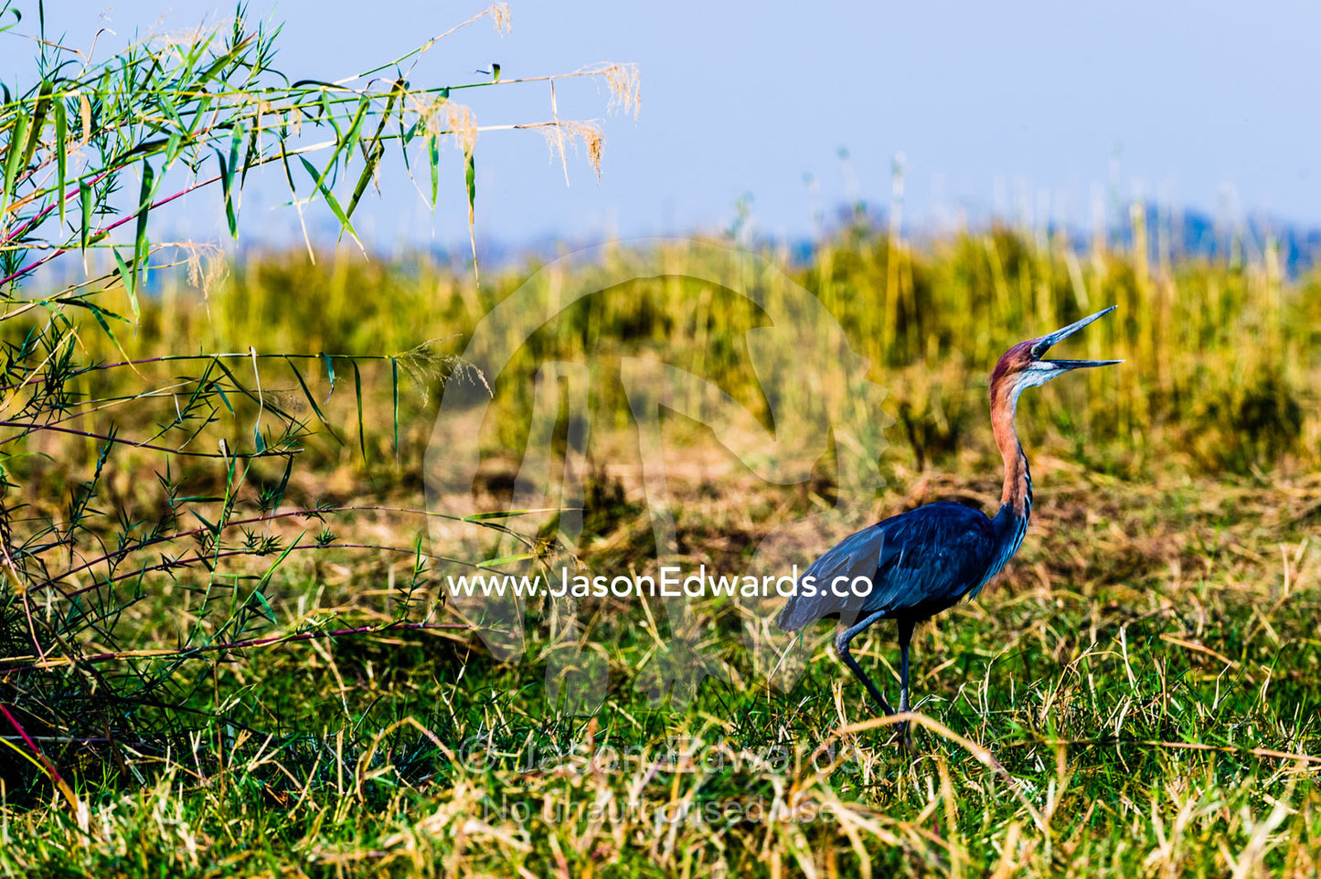 A Purple Heron stretches it's beak whilst swallowing prey on a wetland island. Chobe River, Chobe National Park, Botswana.