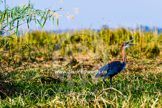 A Purple Heron stretches it's beak whilst swallowing prey on a wetland island. Chobe River, Chobe National Park, Botswana.
