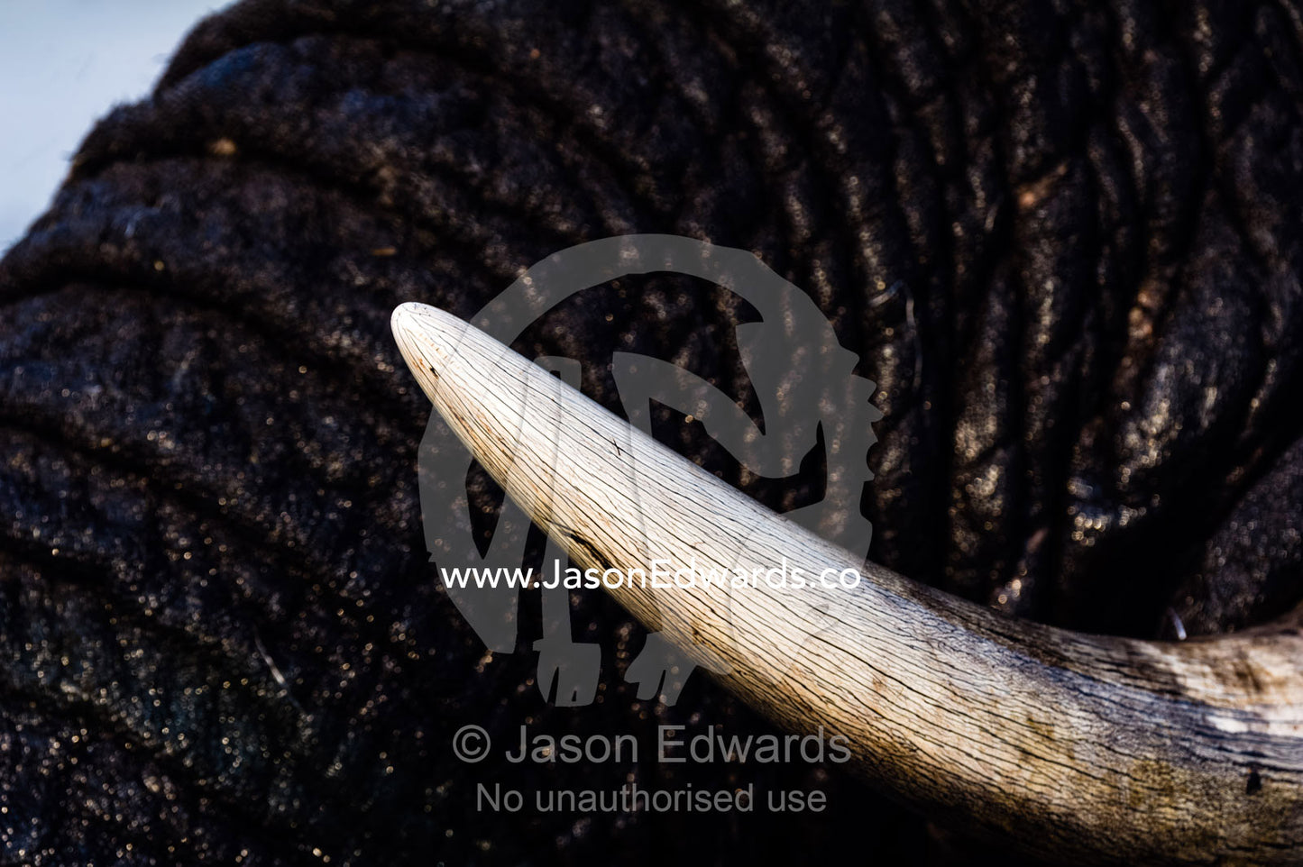The pointed ivory tusk of an African Elephant swimming in a wetland. Chobe River, Chobe National Park, Botswana.