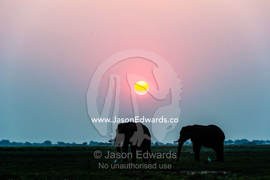 A pair of African Elephants grazing on a grass island in a wetland at sunset. Chobe River, Chobe National Park, Botswana.