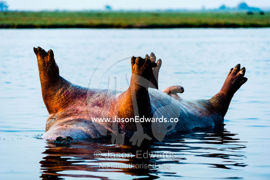 The Nile Crocodile swims by a dead male Nile Hippopotamus floating on its back in a wetland. Chobe River, Chobe National Park, Botswana.