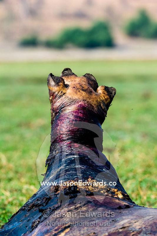 The rotting and decaying leg and foot of a dead bloated Nile Hippopotamus. Chobe River, Chobe National Park, Botswana.
