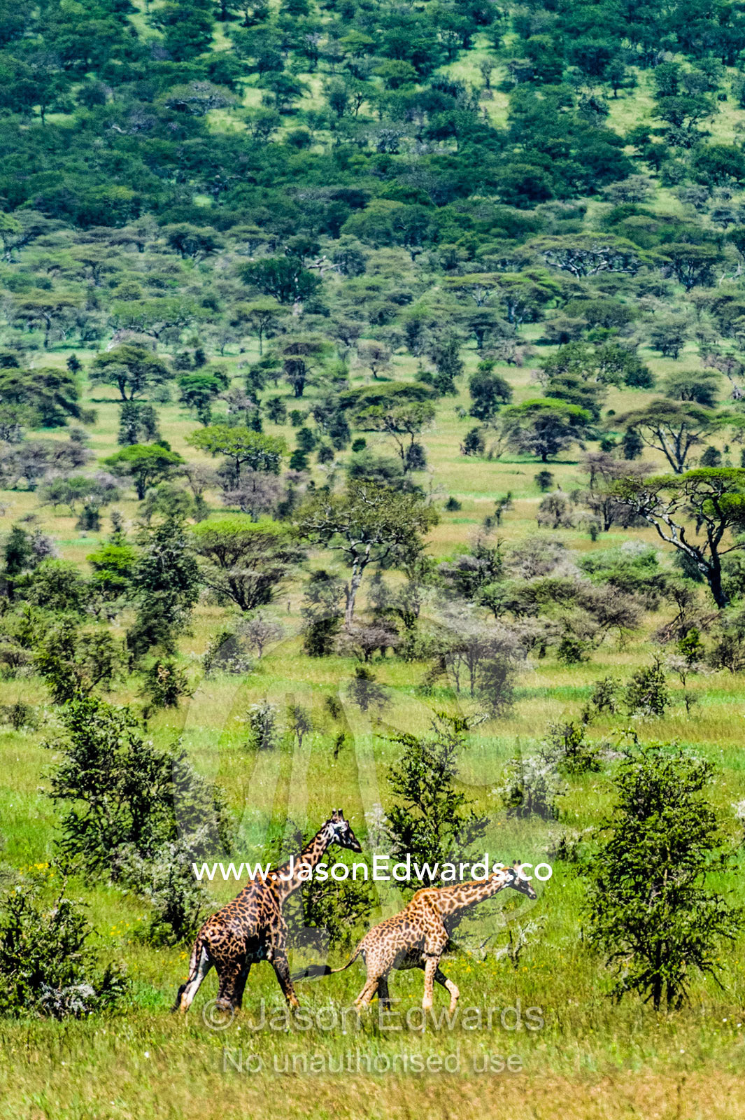 A bull giraffe following a doe in estrus on an open acacia woodland. Serengeti National Park, Tanzania, Africa.