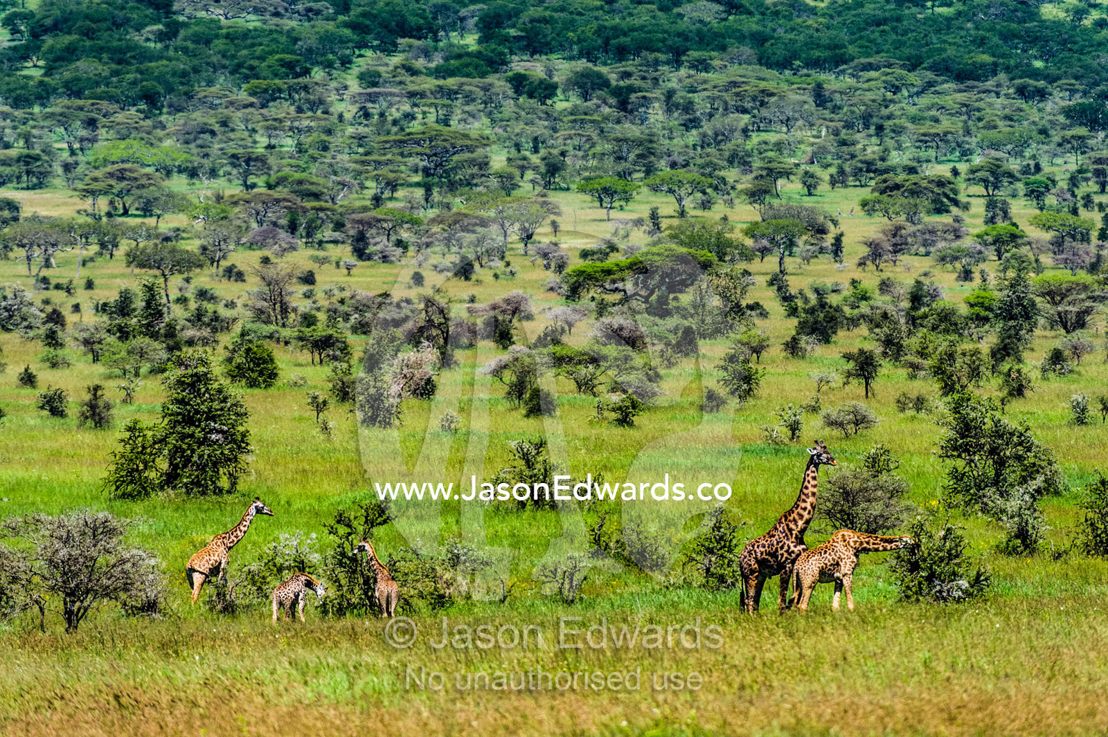 A herd of giraffe feeding on an open acacia woodland with a bull following a doe in estrus. Serengeti National Park, Tanzania, Africa.