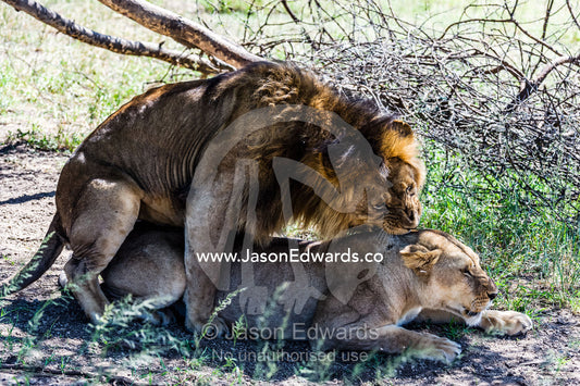 A male African Lion bites the back of the neck of a lioness with his canine teeth during mating. Serengeti National Park, Tanzania, Africa.