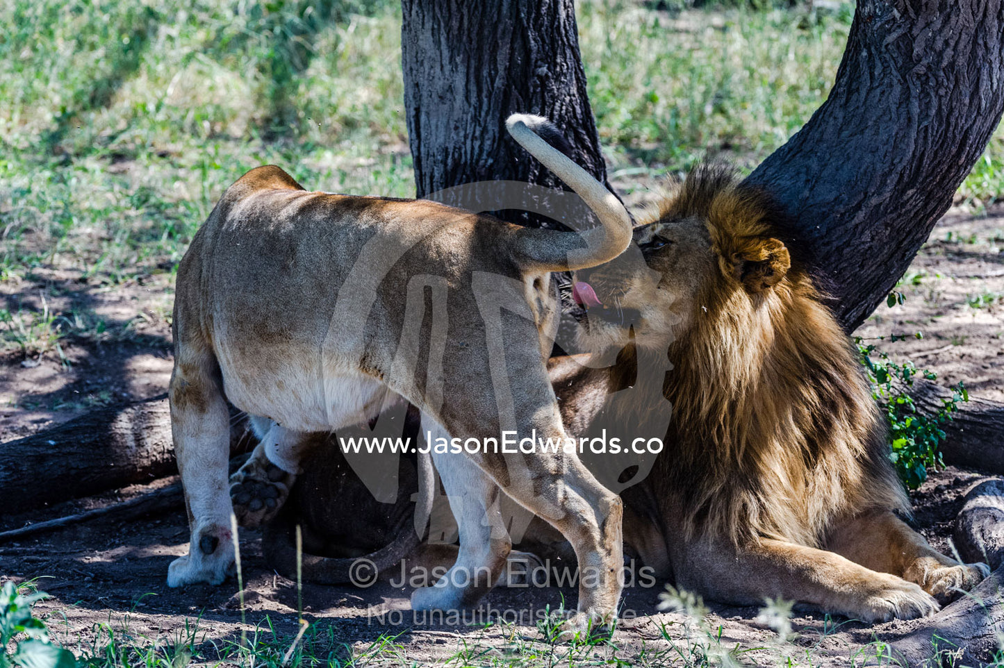 A male African Lion licks his lips during a flehmen response with a lioness in estrus. Serengeti National Park, Tanzania, Africa.