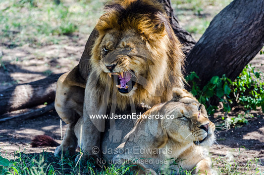 A roaring male African Lion bares his large canine teeth whilst mating a with a female. Serengeti National Park, Tanzania, Africa.