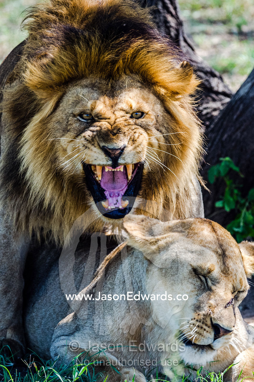 A roaring male African Lion bares his large canine teeth whilst mating a with a female. Serengeti National Park, Tanzania, Africa.