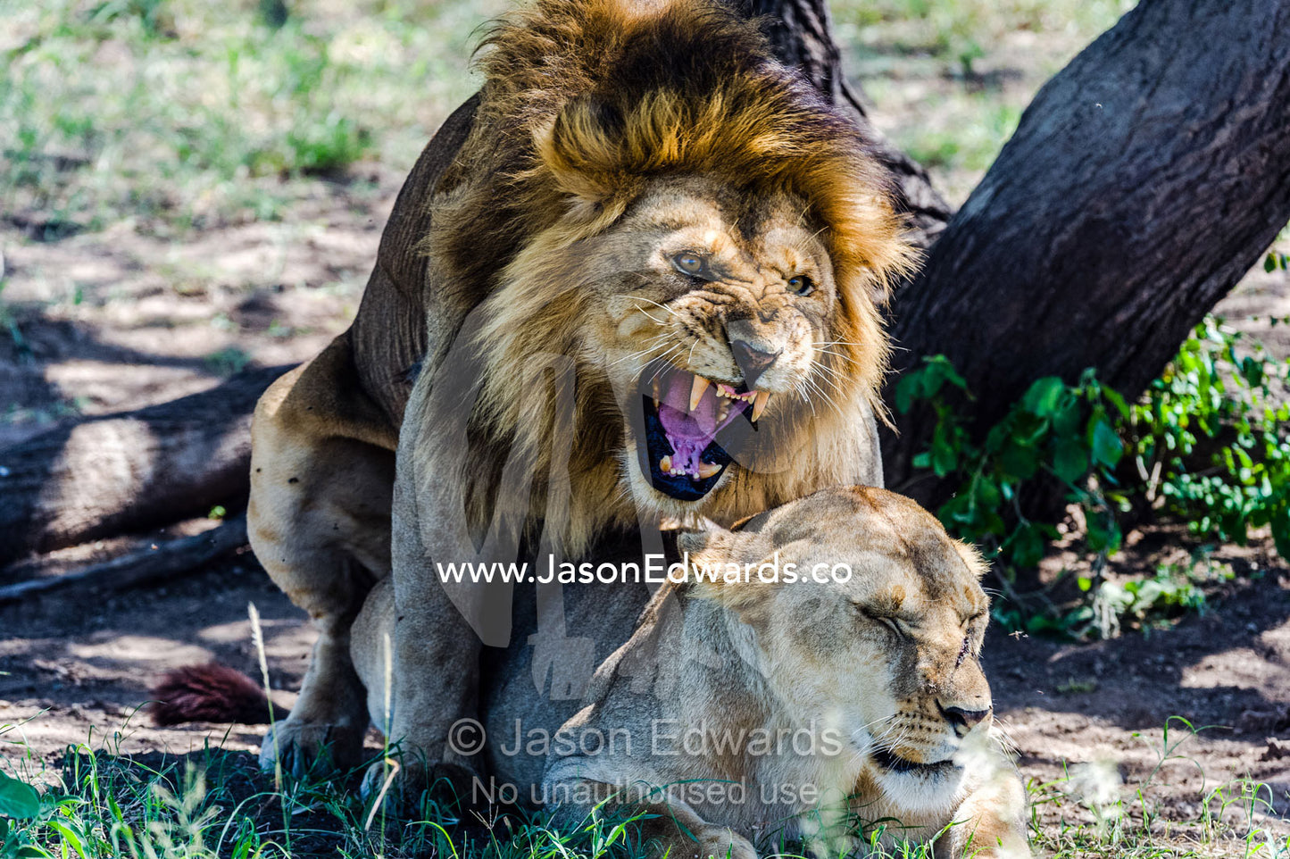 A roaring male African Lion bares his large canine teeth whilst mating a with a female. Serengeti National Park, Tanzania, Africa.