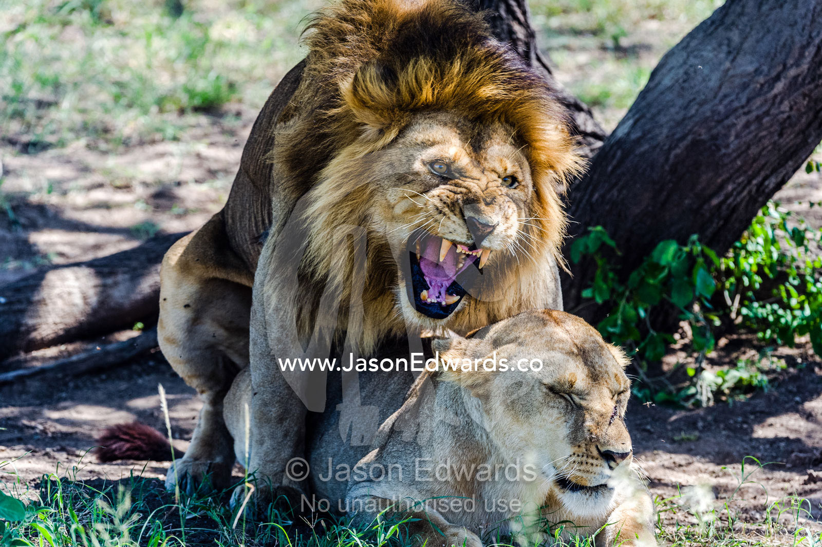 A roaring male African Lion bares his large canine teeth whilst mating a with a female. Serengeti National Park, Tanzania, Africa.
