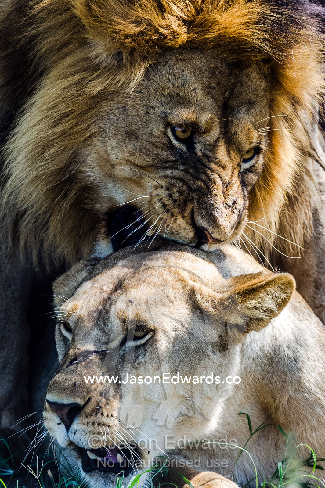 A male African Lion bites the back of the neck of a lioness with his canine teeth during mating. Serengeti National Park, Tanzania, Africa.