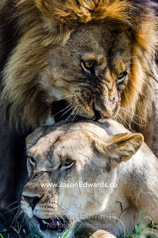 A male African Lion bites the back of the neck of a lioness with his canine teeth during mating. Serengeti National Park, Tanzania, Africa.