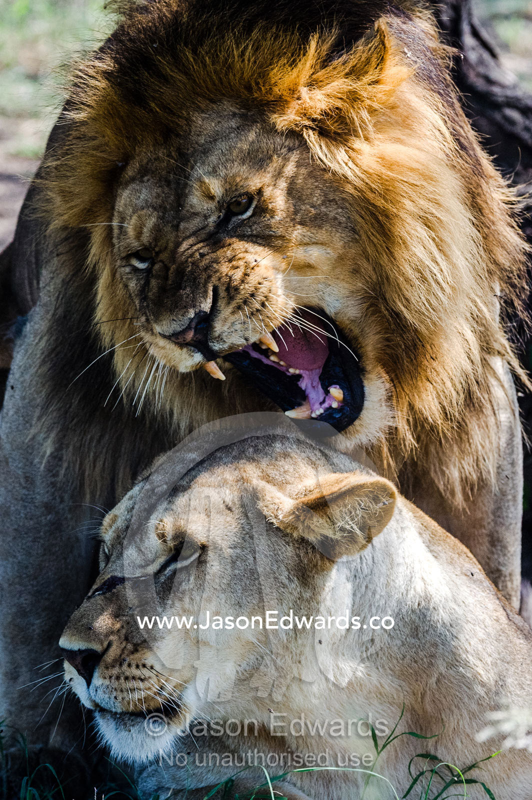 A roaring male African Lion bares his large canine teeth whilst mating a with a female. Serengeti National Park, Tanzania, Africa.