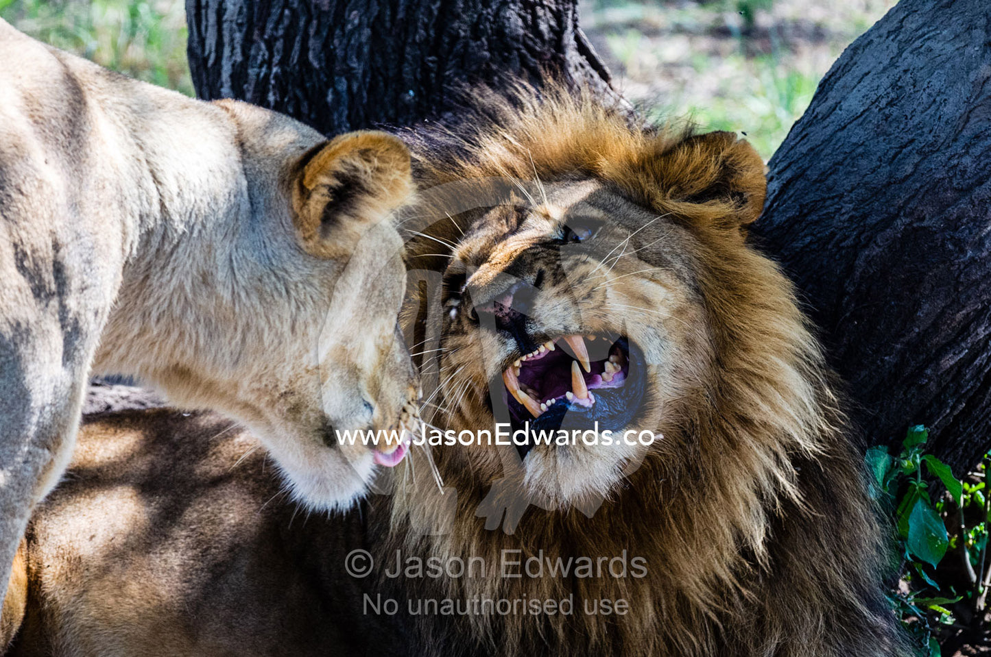 A male African Lion shows his canine teeth during a flehmen response with a lioness in estrus. Serengeti National Park, Tanzania, Africa.