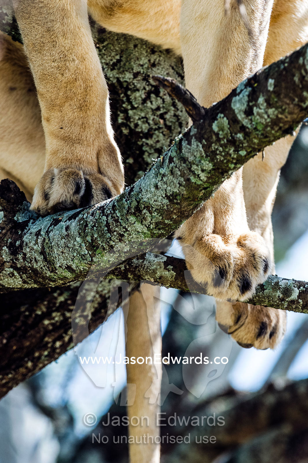 The feet and toes of an African Lion standing on branches in the canopy of a tree. Serengeti National Park, Tanzania, Africa.