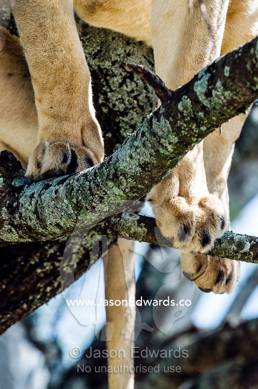 The feet and toes of an African Lion standing on branches in the canopy of a tree. Serengeti National Park, Tanzania, Africa.