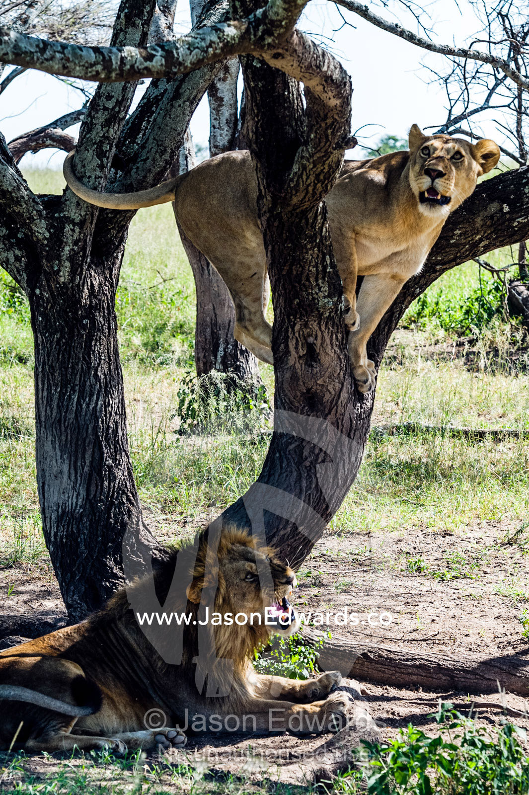 An African lioness in estrus climbs a tree to avoid insects and the attentions of the male. Serengeti National Park, Tanzania, Africa.