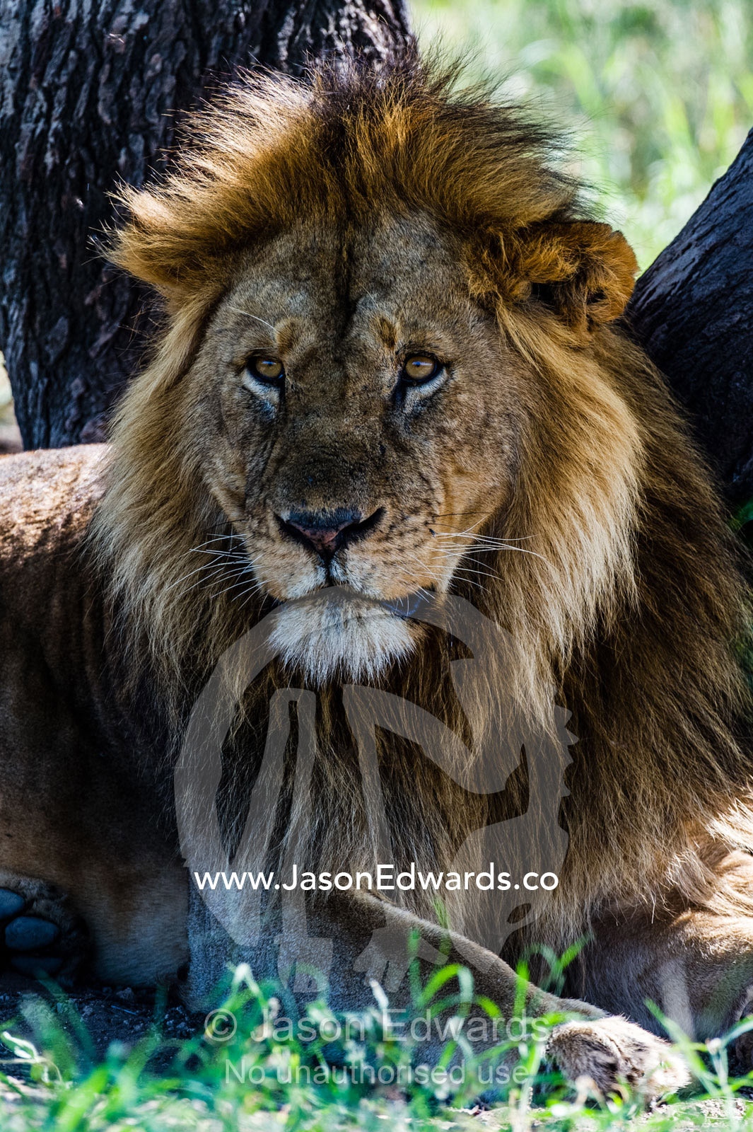 A male African Lion resting in the shade of a tree during the midday heat. Serengeti National Park, Tanzania, Africa.